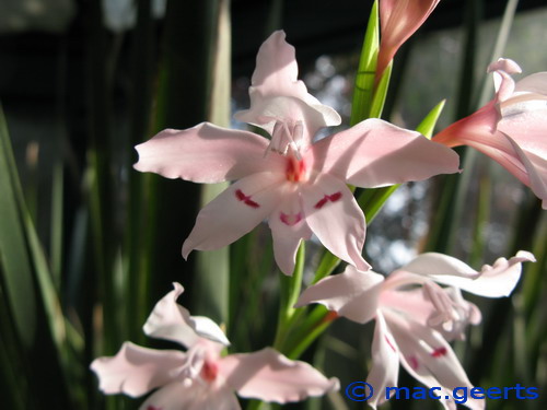 Gladiolus carneus